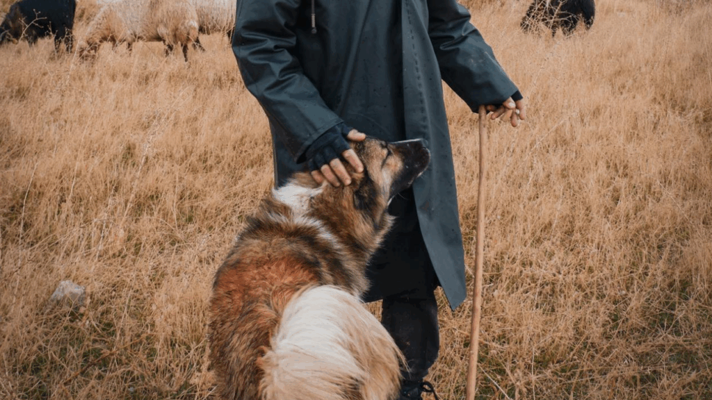 German Shepherd herding sheep historical