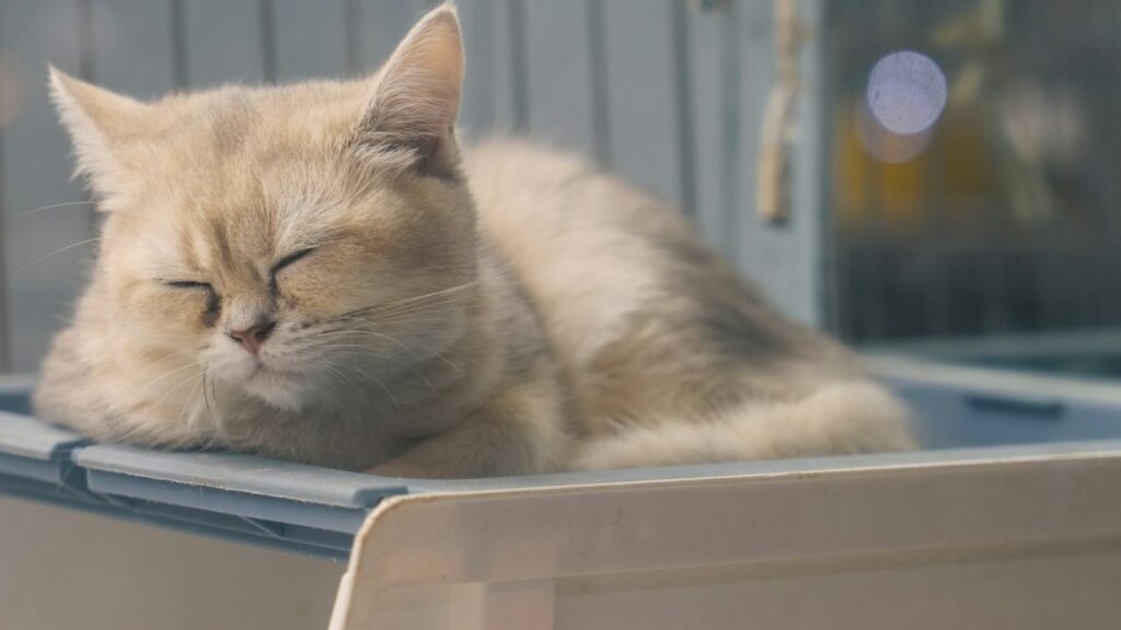 Cat sleeping