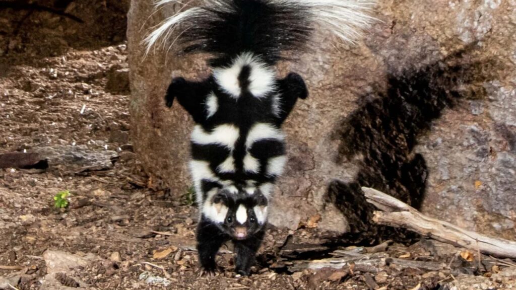 Eastern Spotted Skunk