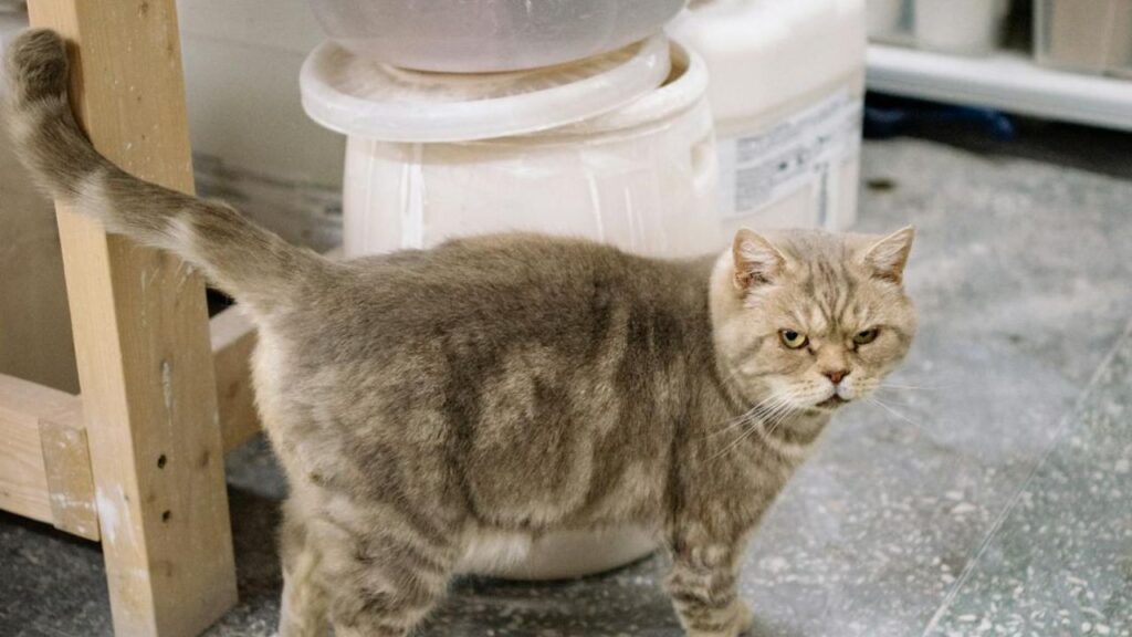 Cat wagging tail