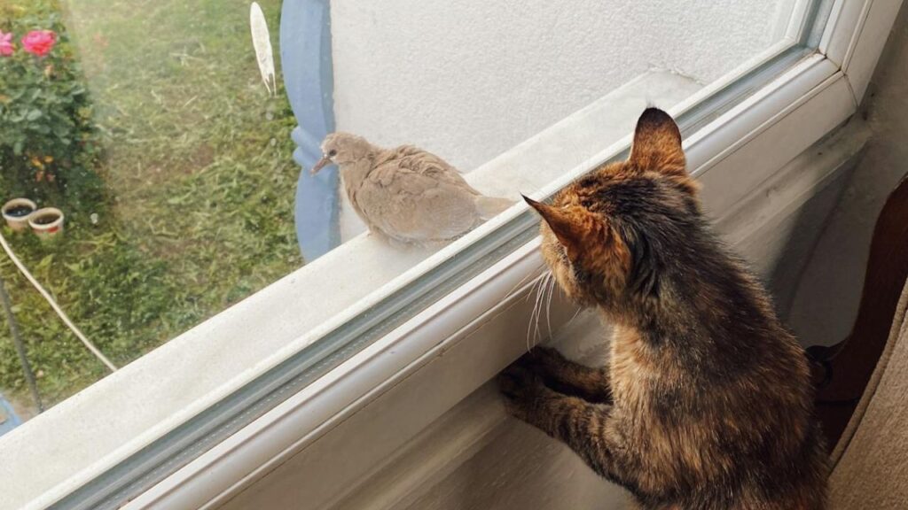Cat watching outside