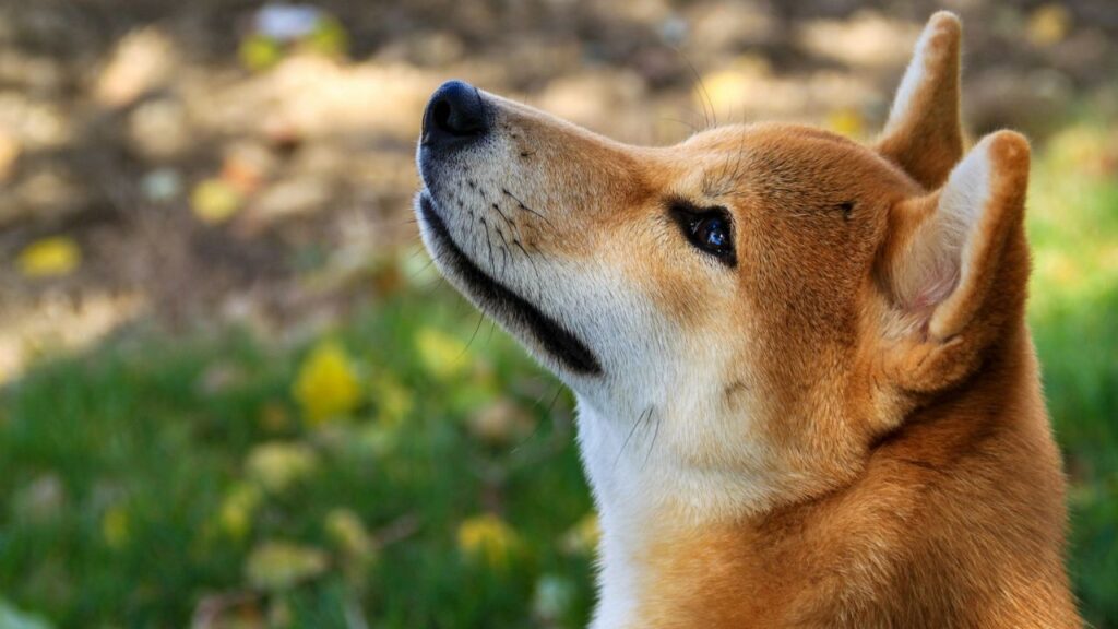 Shiba Inu