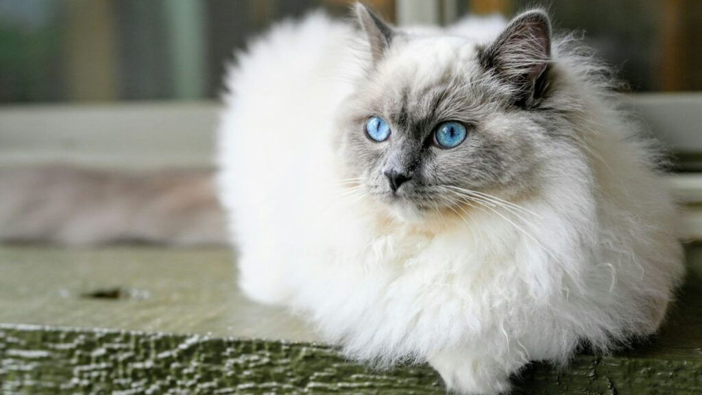 Siamese cat close up