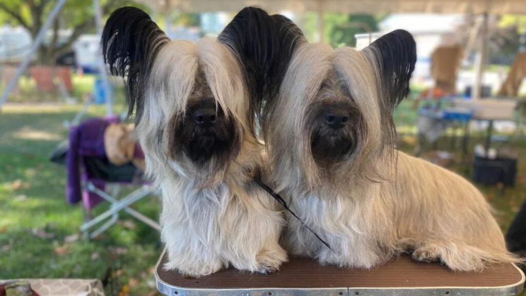 Skye Terrier