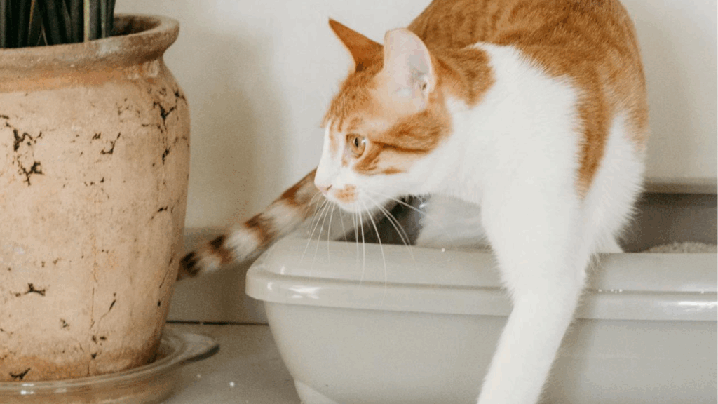 Changes in Litter Box Habits