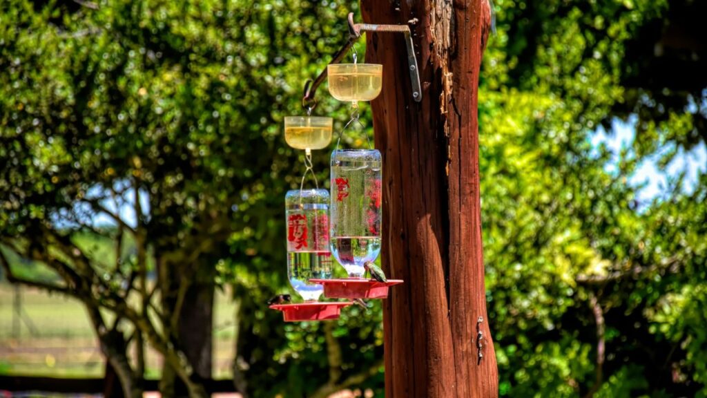 Humming Bird Feeder