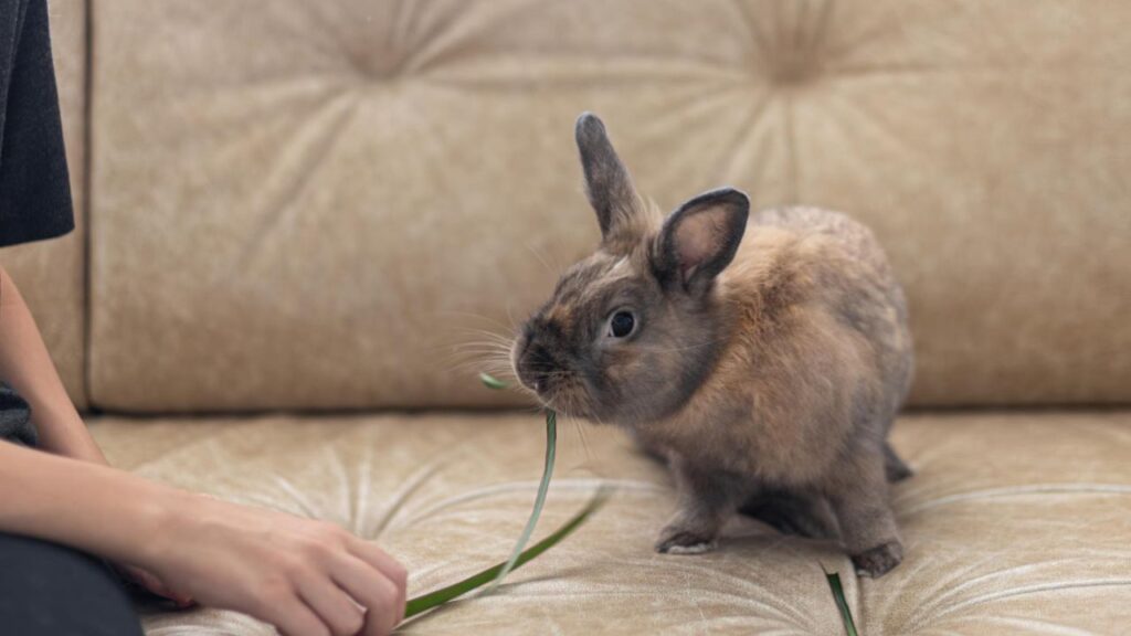 Rabbit