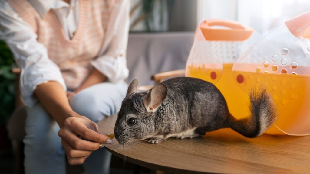 Chinchilla