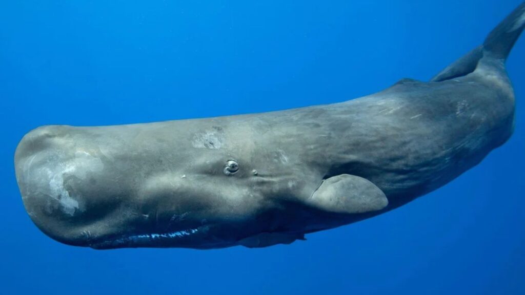 Sperm Whale