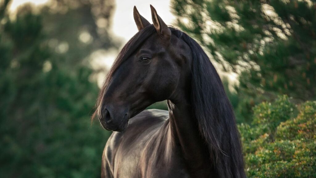 Friesian Horse