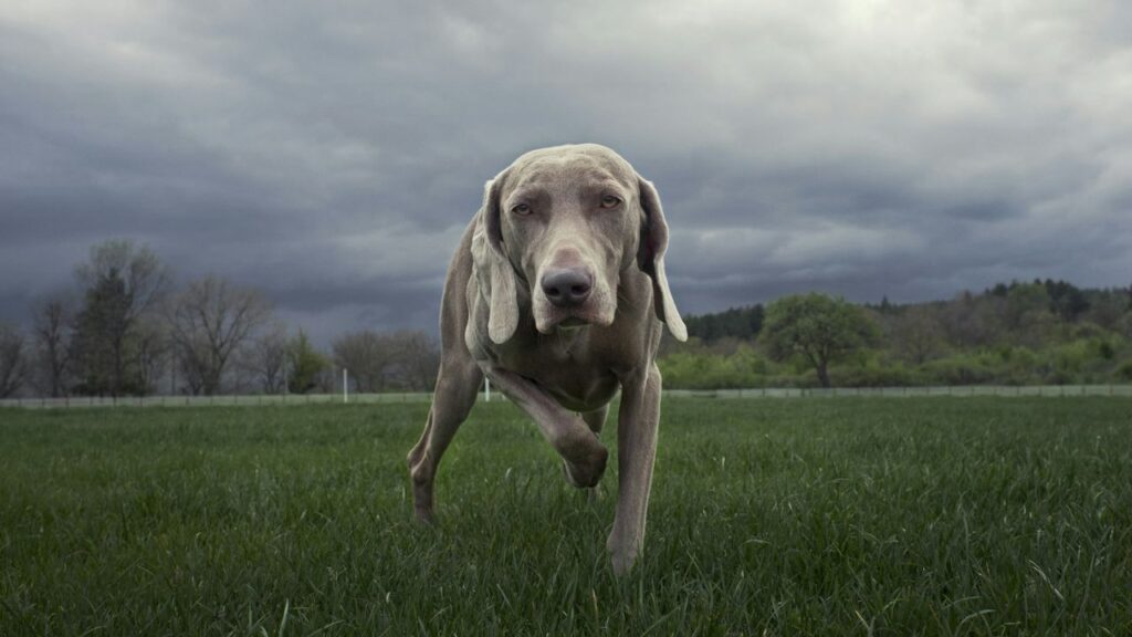 Weimaraner