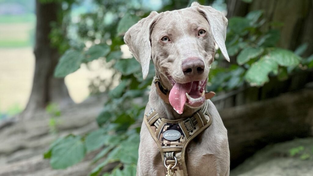 Weimaraner