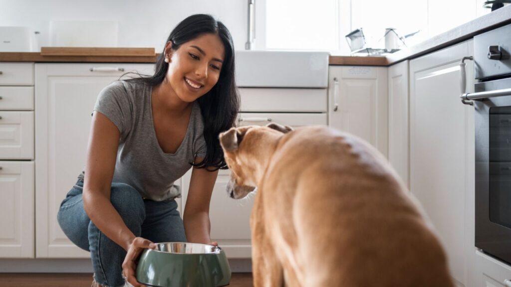 Feeding dog daily routine