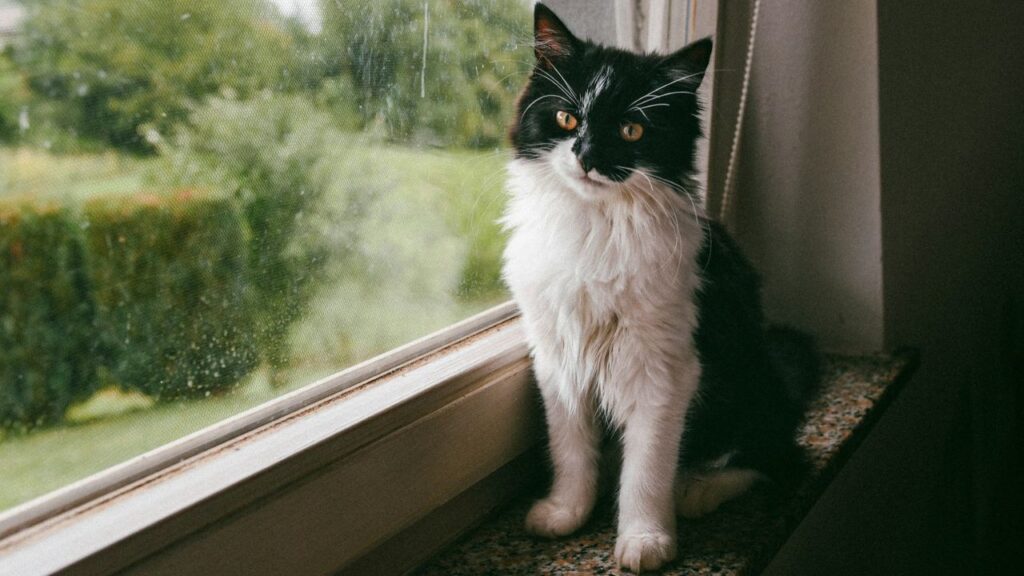 Cat At home