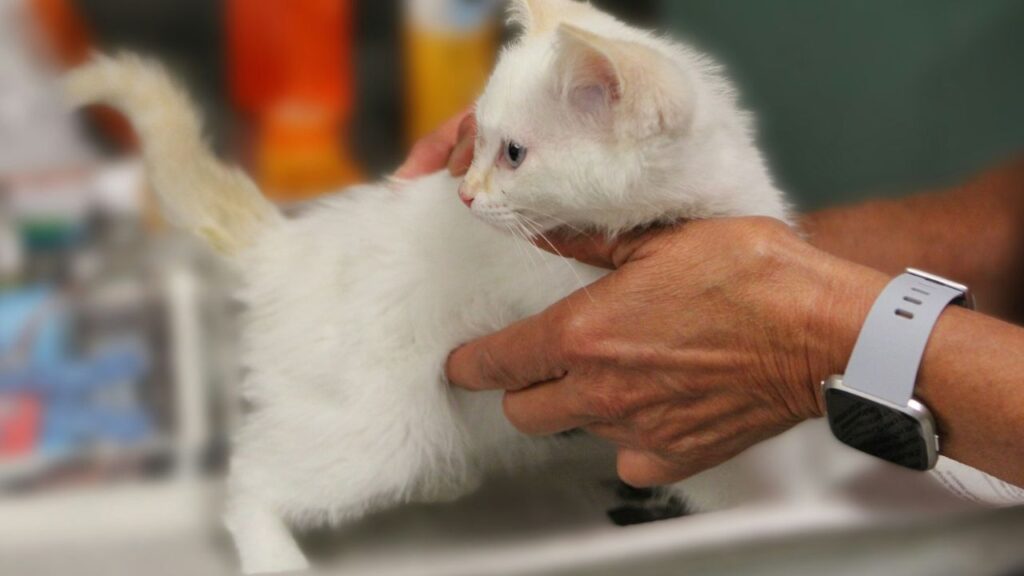 Cat in vet