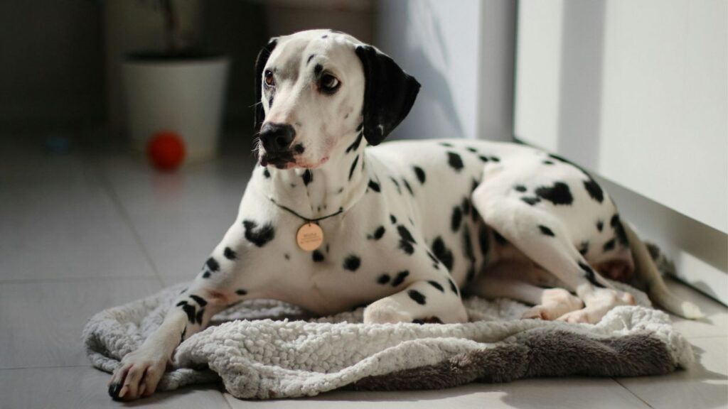 Dalmation
