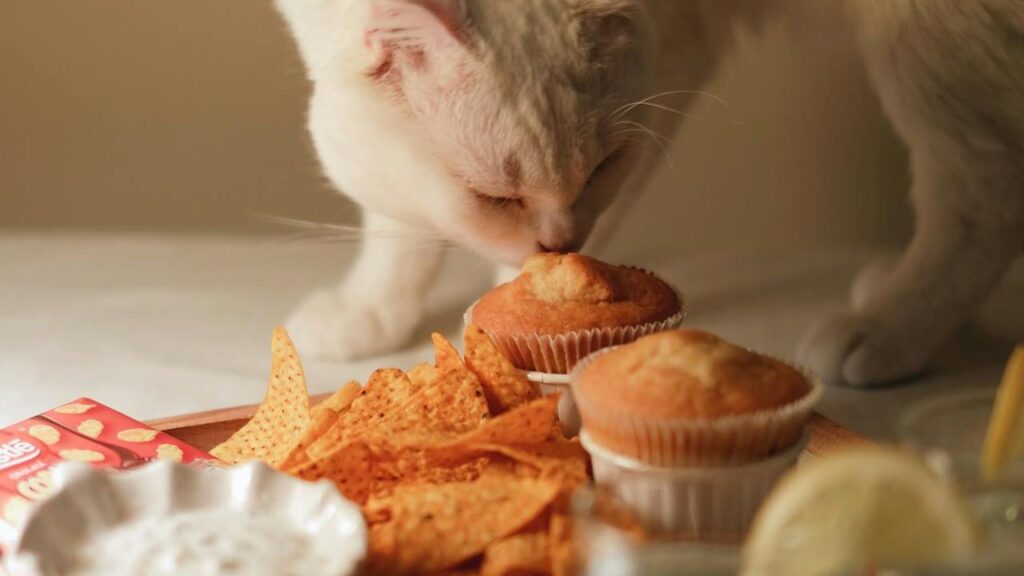 Cat eating human food