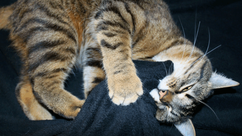 Cat behavior