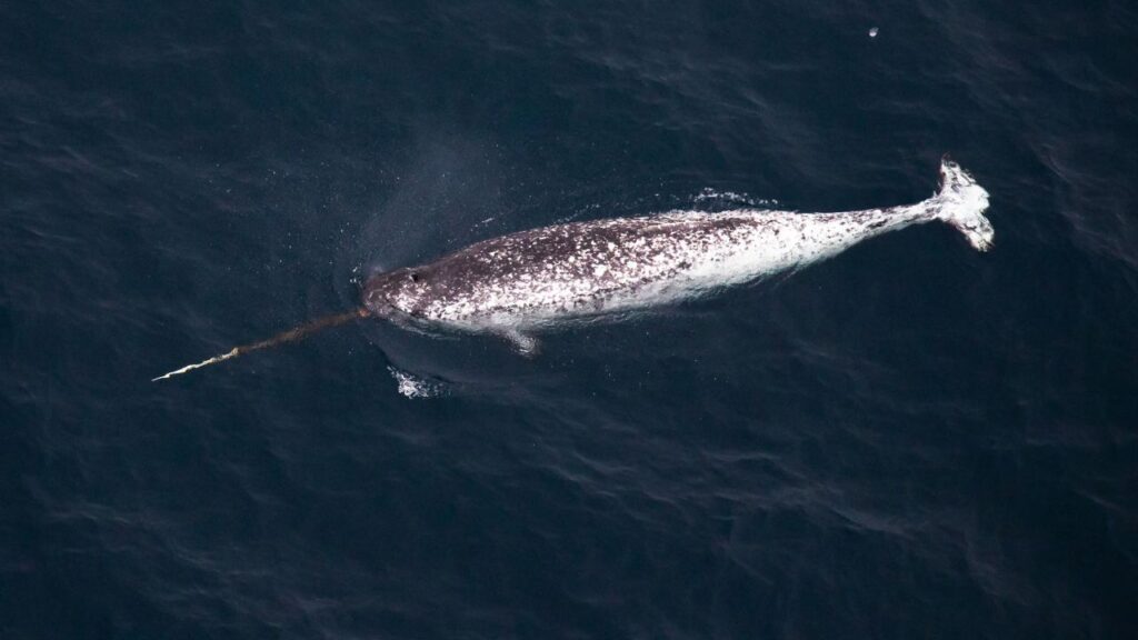 narwhal Whale