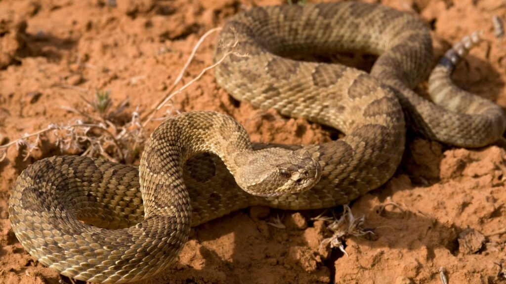 prairie rattlesnake