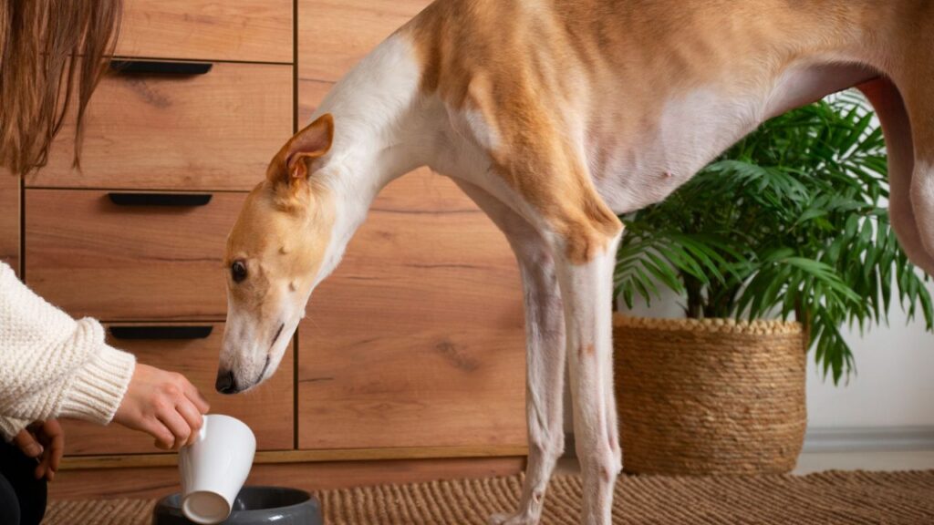 Underweight dog with visible ribs