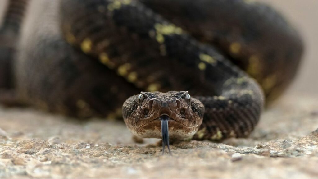 rattle snake