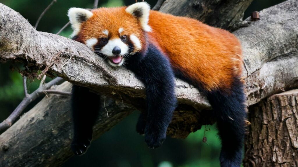 Red Panda