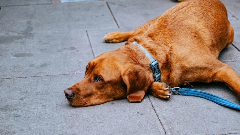Dog with ears back in crowded place