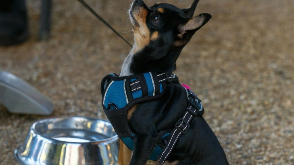 Dog pacing near empty food bowl