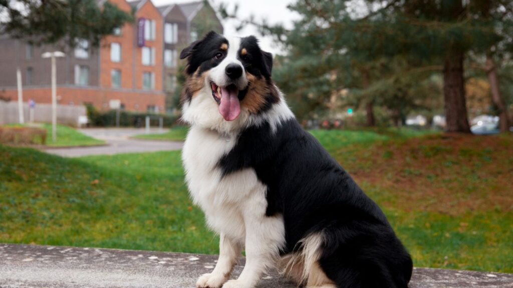 Dog without collar sitting outside