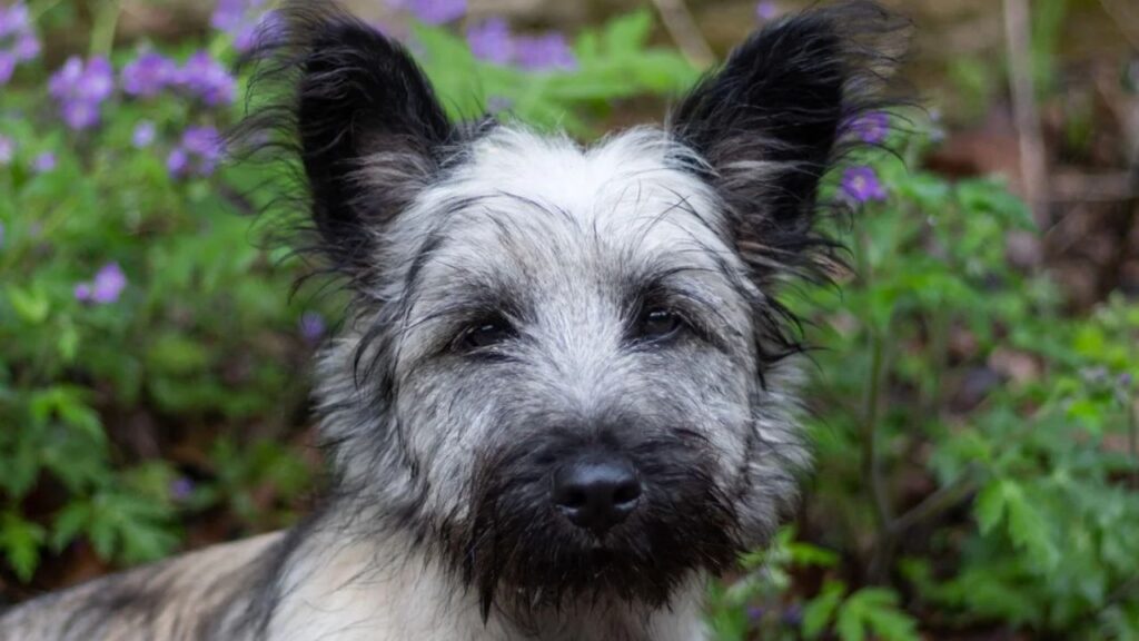 Skye Terrier