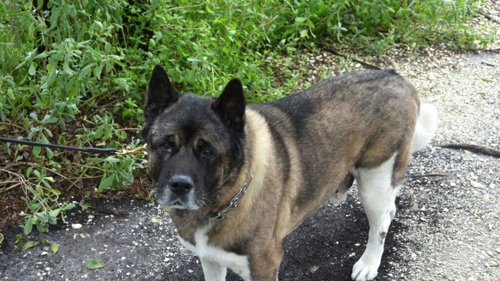 Dog chained in small dirty yard
