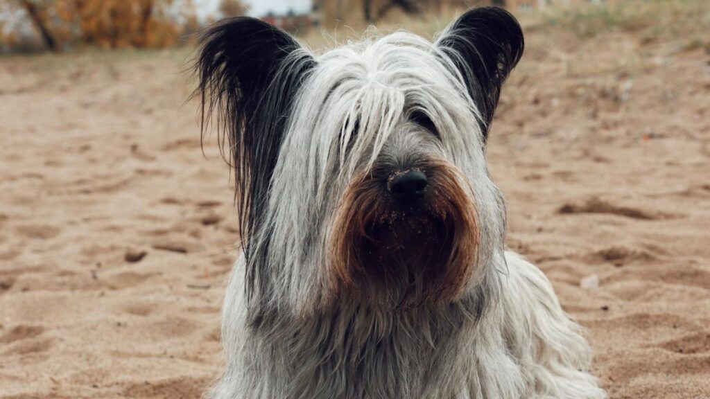 Skye Terrier