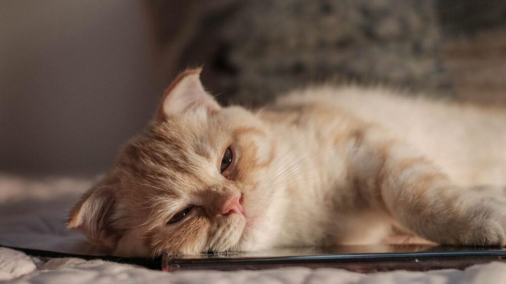 Overweight cat lying on side