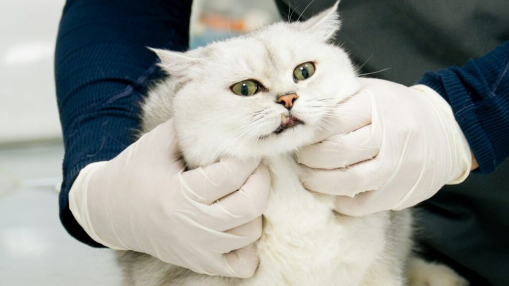 Veterinarian examining a cat with stethoscope