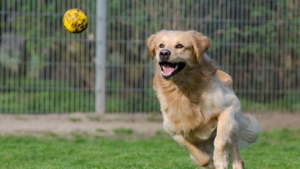 Dog chasing tennis ball at full speed
