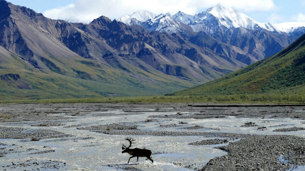 Alaska Caribou