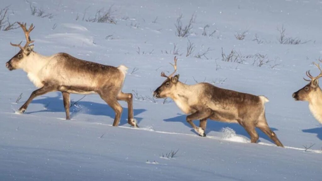 Alaska Caribou