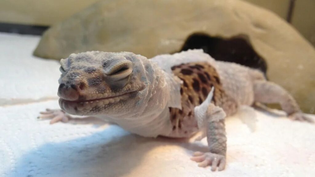 Pet Lizard Shed Skin