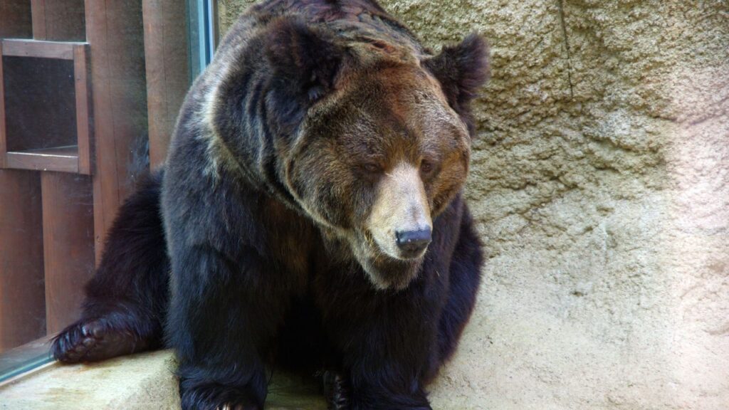 Tibetan blue bear