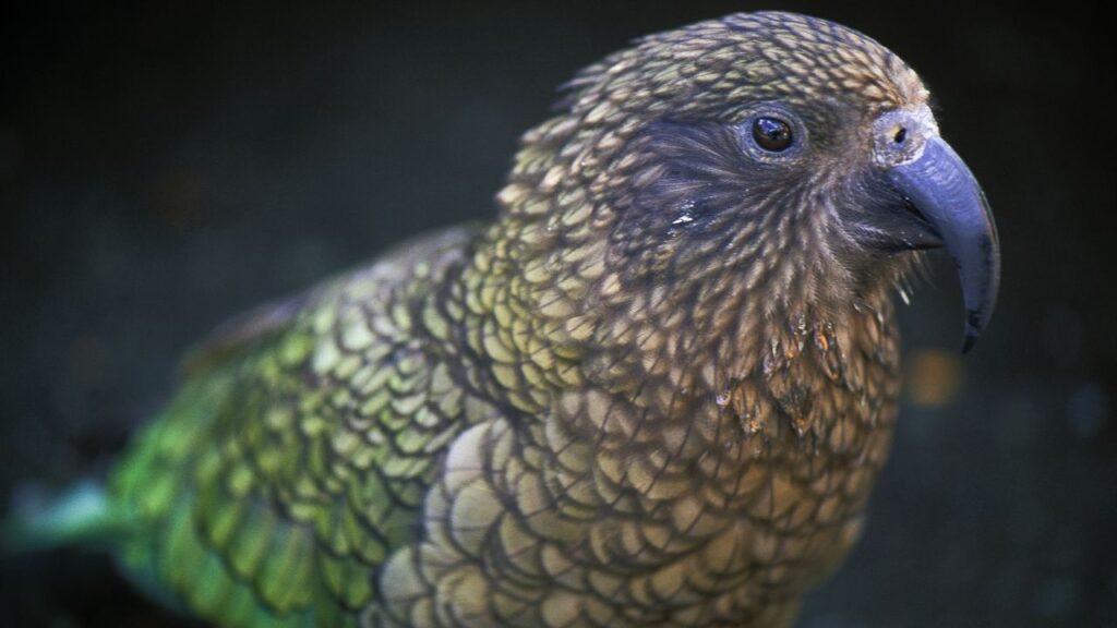 Kea Bird