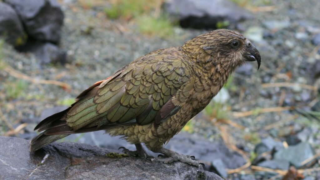 Kea Bird