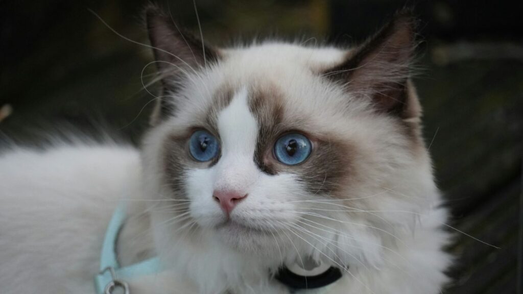 Ragdoll