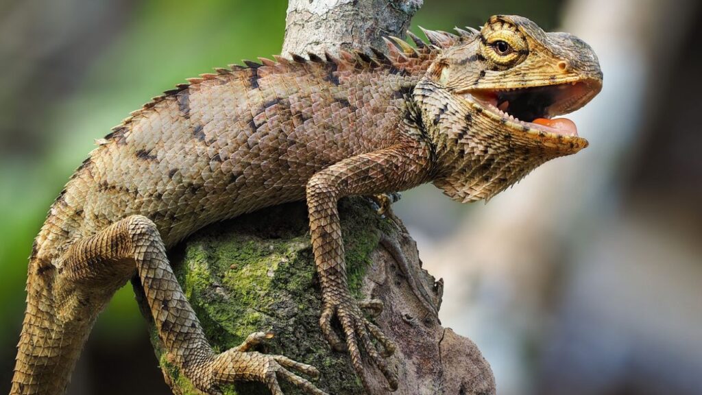 Iguana climbing branch awkward reptile climb funny