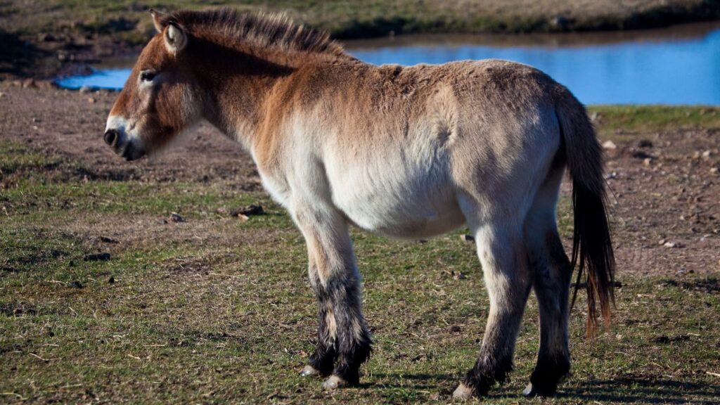 Przewalski's horse