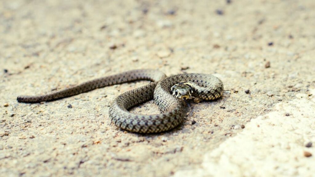 Snake tail wiggle