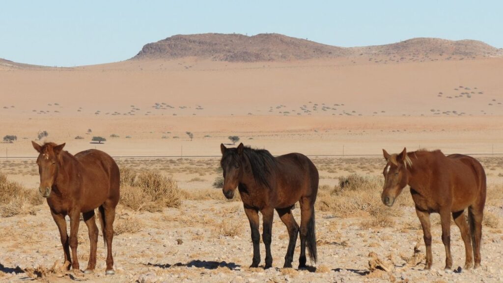 Namib Desert horses