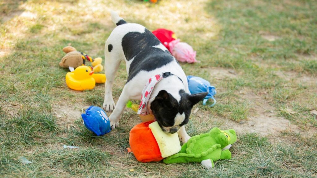 Dog with toys