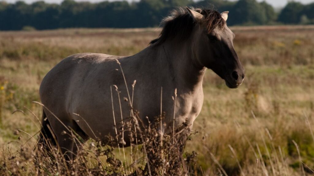 Konik Polskis