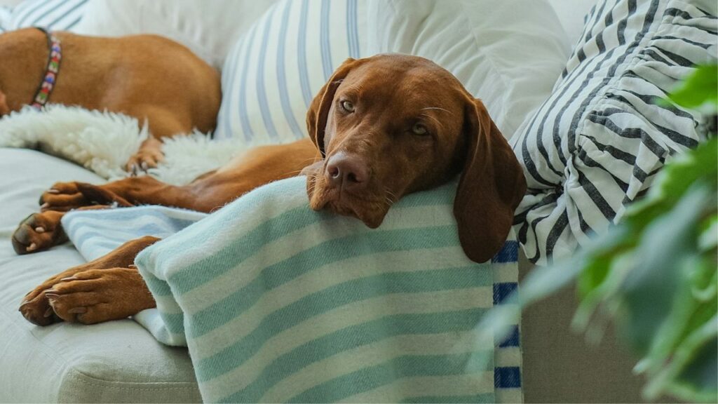Dog relaxing